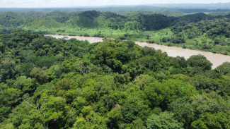 Forests regulate water flow after rainfall. Photo: Pau de Valencia, Unsplash.