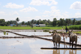 Rice fields