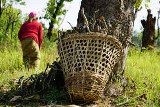 Woman collecting firewood