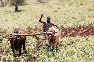 Ethiopian farmer