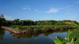 Mangrove Forest in Mekong Delta of Vietnam.