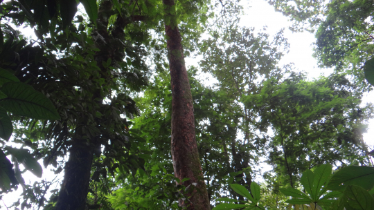 Forest in tropical countries could help reduce the number of mosquitoes. Caption: Cristina Weidlich