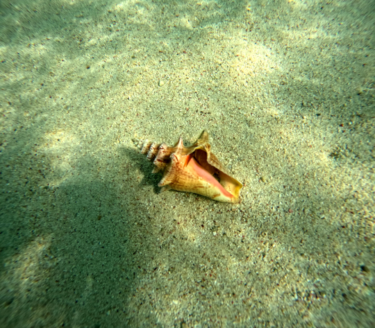 Queen conch