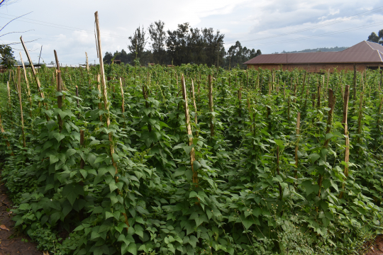 The climbing beans in one of the farmers gardens.