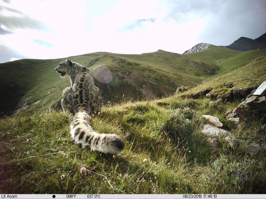 A snow leopard captured by infrared camera