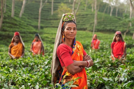 Women in India working in agriculture