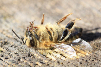 Bee