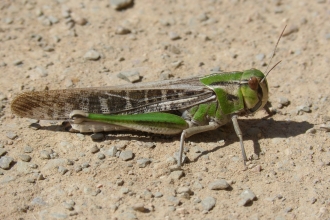 African grasshopper