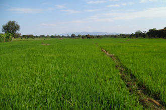 Rice field in Tanzania