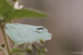 The mosquito known as Aedes aegypti is the vector of several viruses including dengue. Caption: Haci Elmas, Unsplash