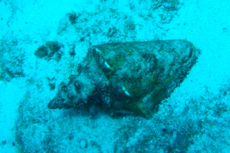 Queen Conch