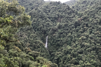 Conservation of forest