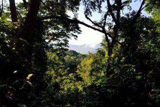Uganda Forest
