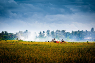 Vietnam Countryside Harvest Fields Agriculture