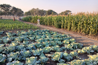 Crop diversification in Zambia at play